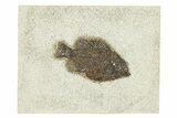 Detailed Fossil Fish (Cockerellites) - Wyoming #292512-1